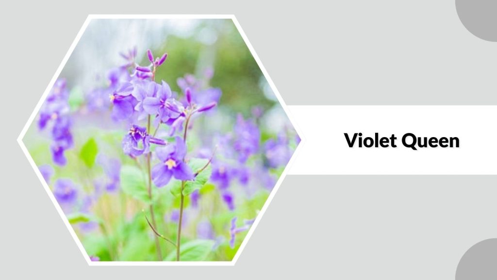 Violet Queen