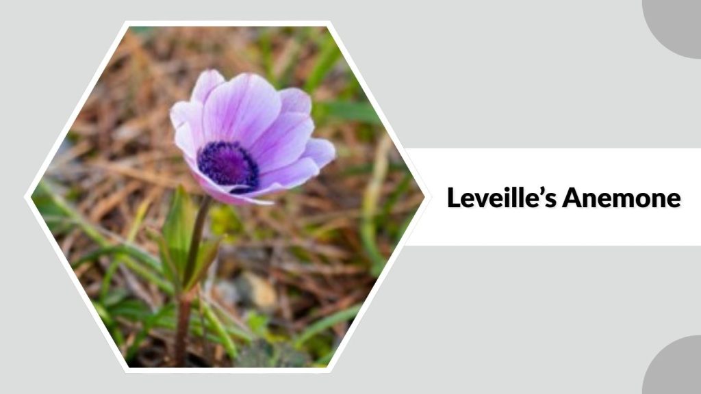 Leveille’s Anemone