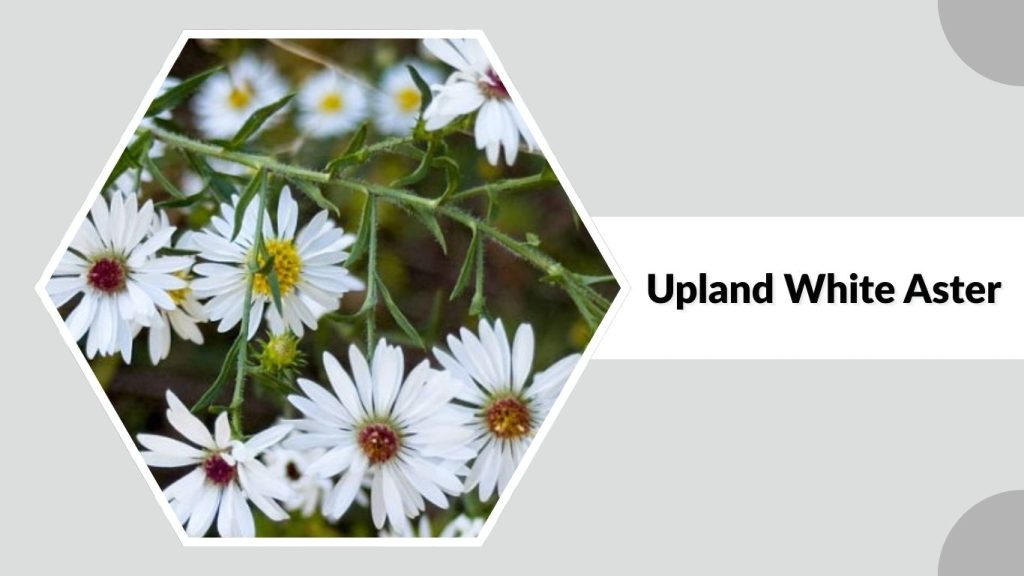 Upland White Aster
