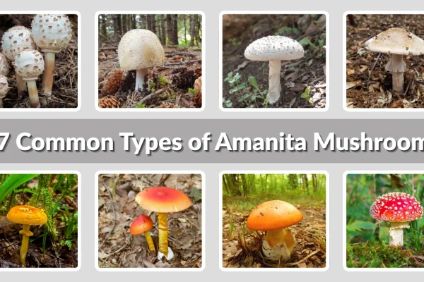 27 Common Types of Amanita Mushrooms Identification with Pictures