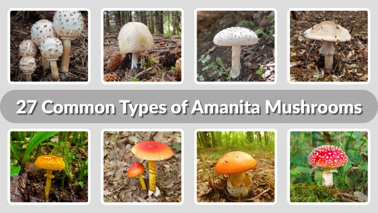 27 Common Types of Amanita Mushrooms Identification with Pictures