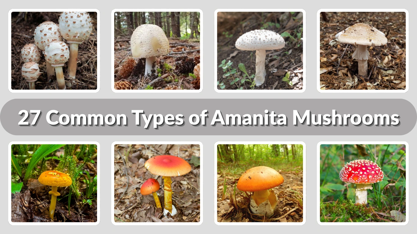 27 Common Types of Amanita Mushrooms Identification with Pictures