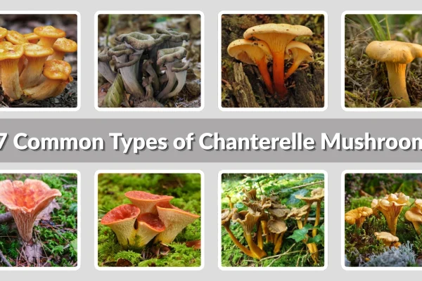 27 Common Types of Chanterelle Mushrooms: Identification with Pictures