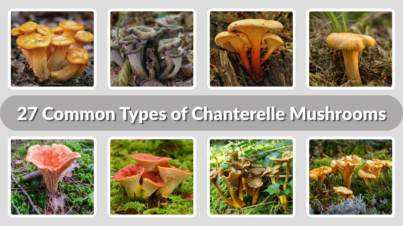 27 Common Types of Chanterelle Mushrooms: Identification with Pictures