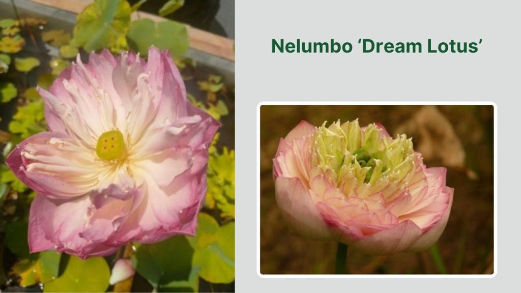 Nelumbo ‘Dream Lotus’