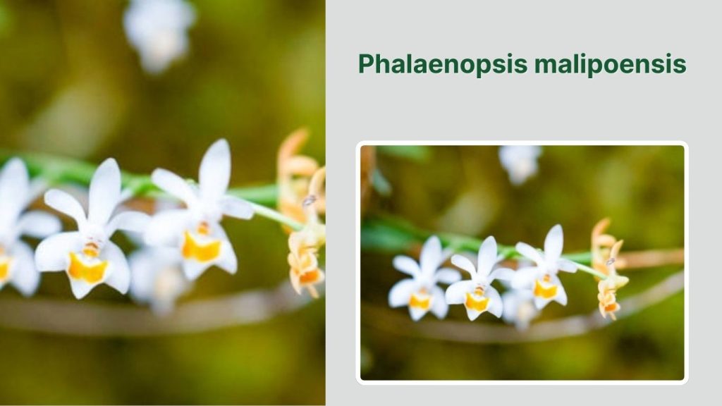 Phalaenopsis malipoensis