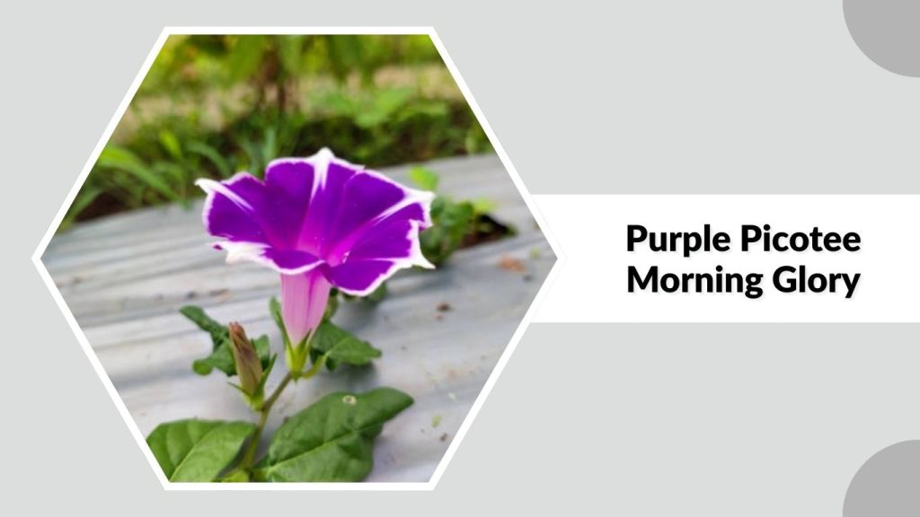 Purple Picotee Morning Glory