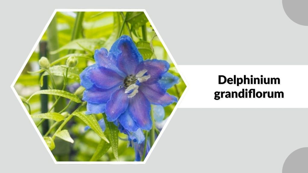 Delphinium grandiflorum