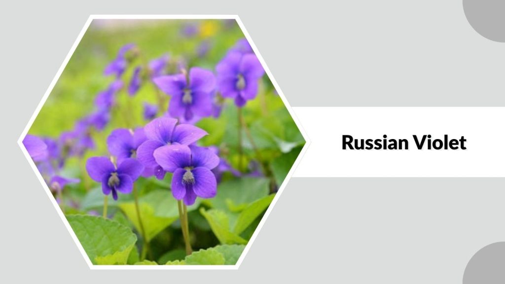 Russian Violet
