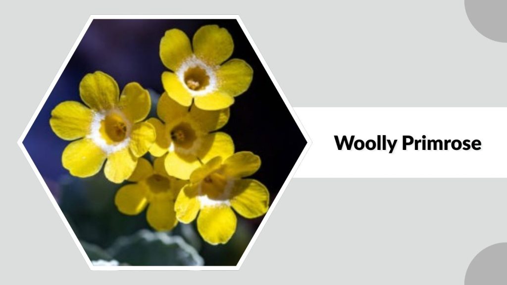 Woolly Primrose
