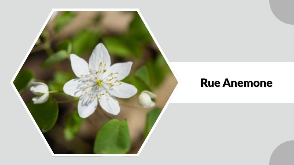 Rue Anemone