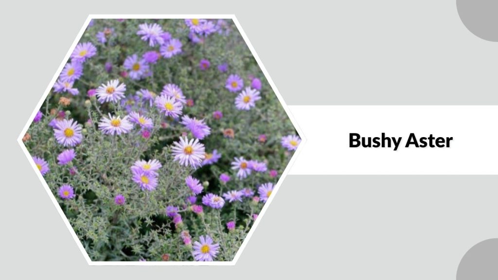 Bushy Aster