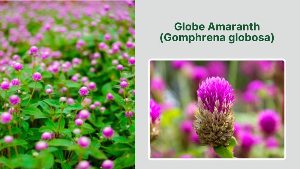  Globe Amaranth (Gomphrena globosa)