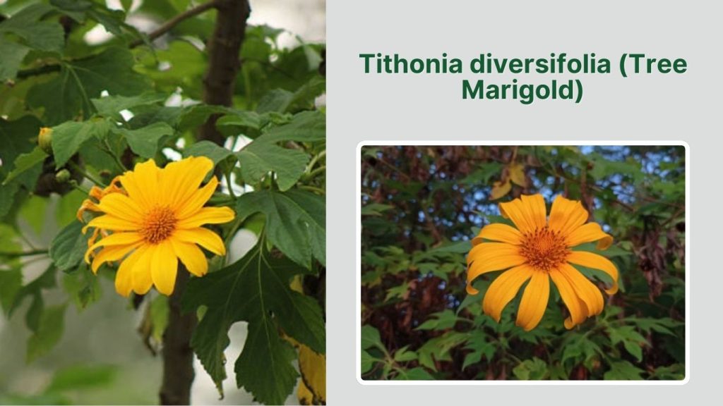 Tithonia diversifolia (Tree Marigold)