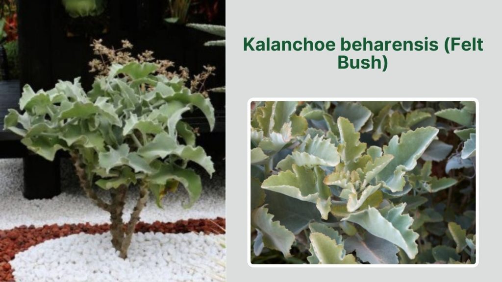 Kalanchoe beharensis (Felt Bush)