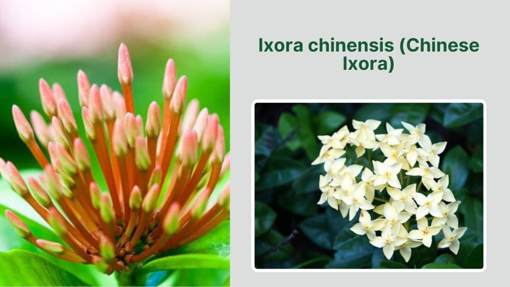  Ixora chinensis (Chinese Ixora)