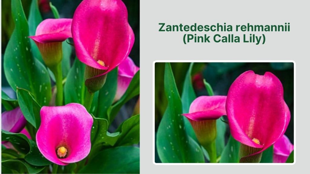 Zantedeschia rehmannii (Pink Calla Lily)