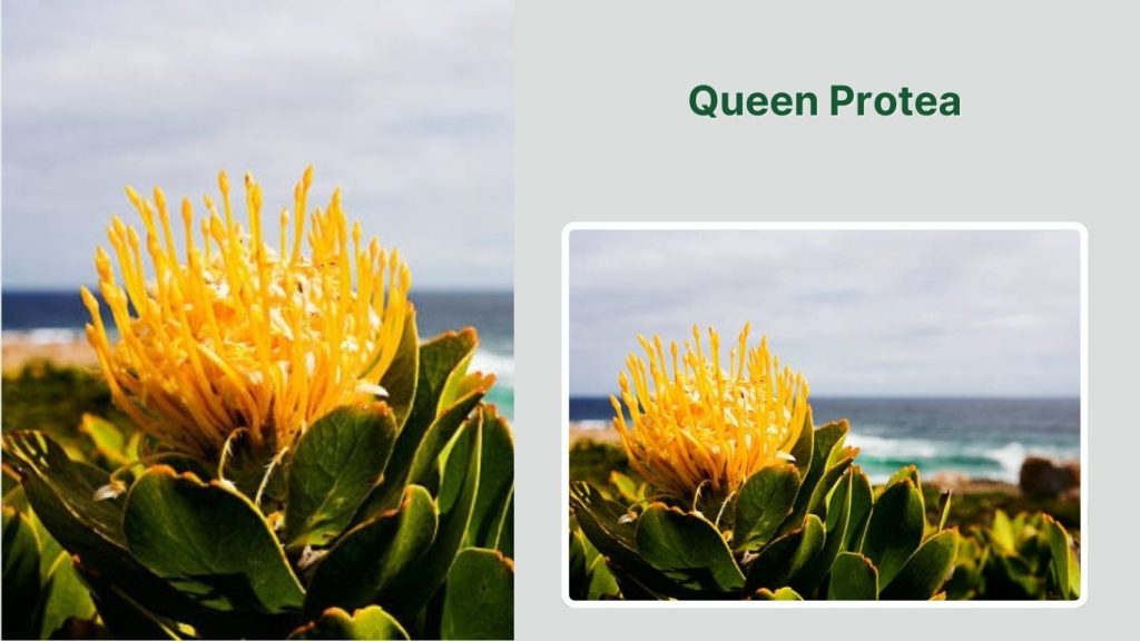 Queen Protea