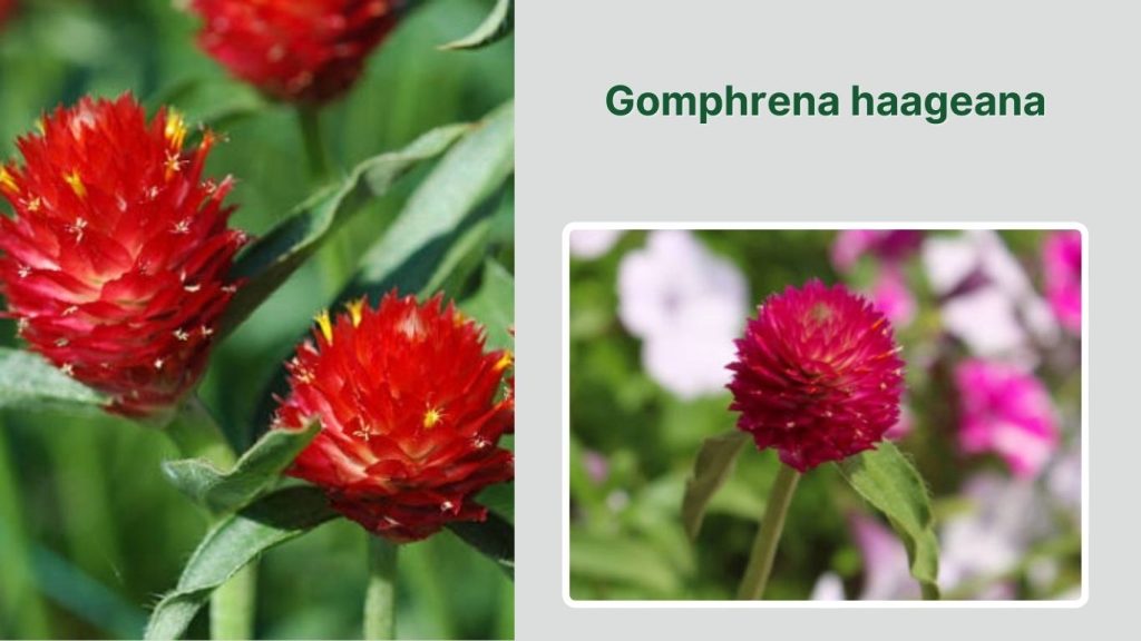  Gomphrena haageana