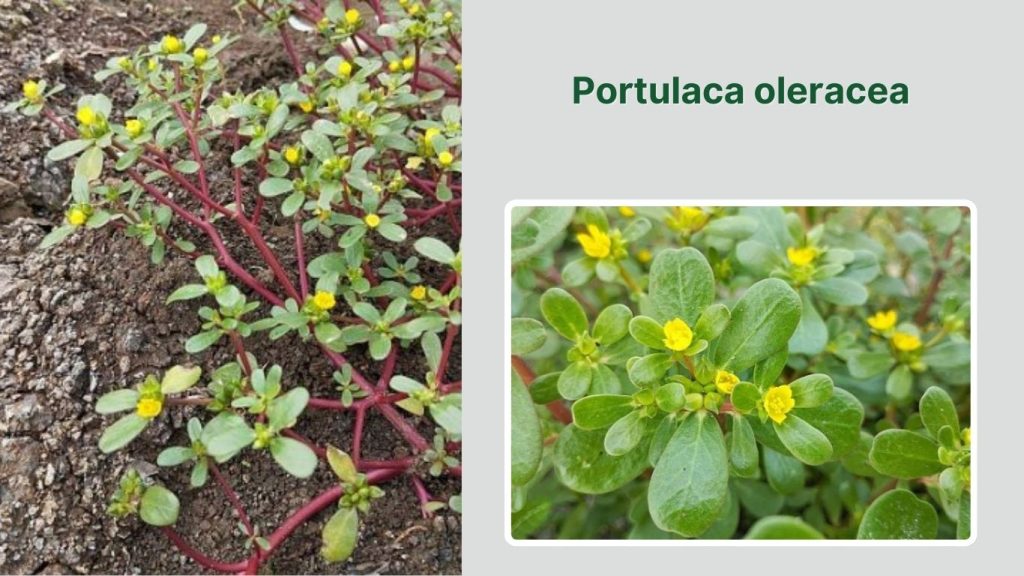 Portulaca oleracea 