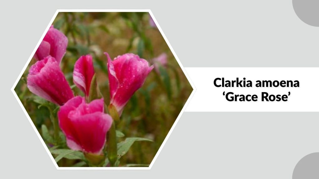  Clarkia amoena ‘Grace Rose’