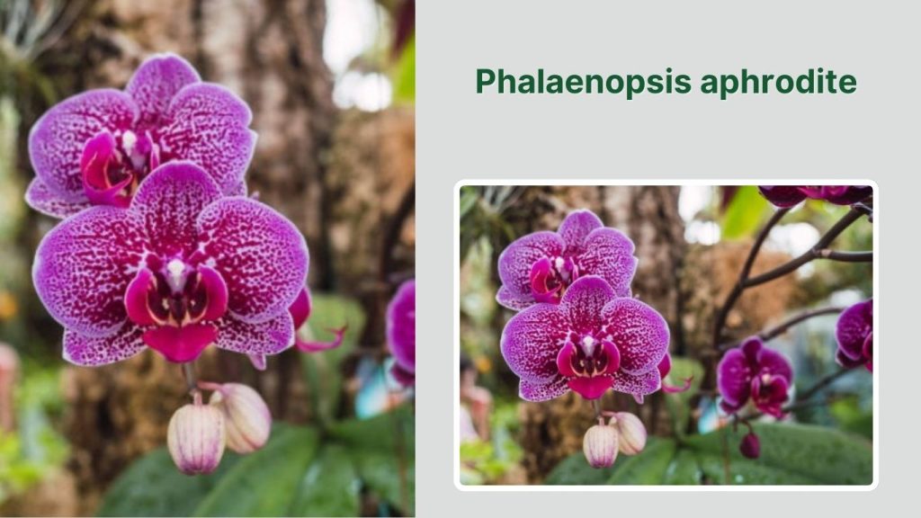  Phalaenopsis aphrodite