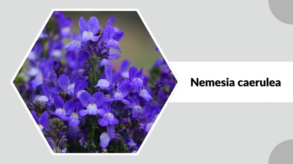 Nemesia caerulea