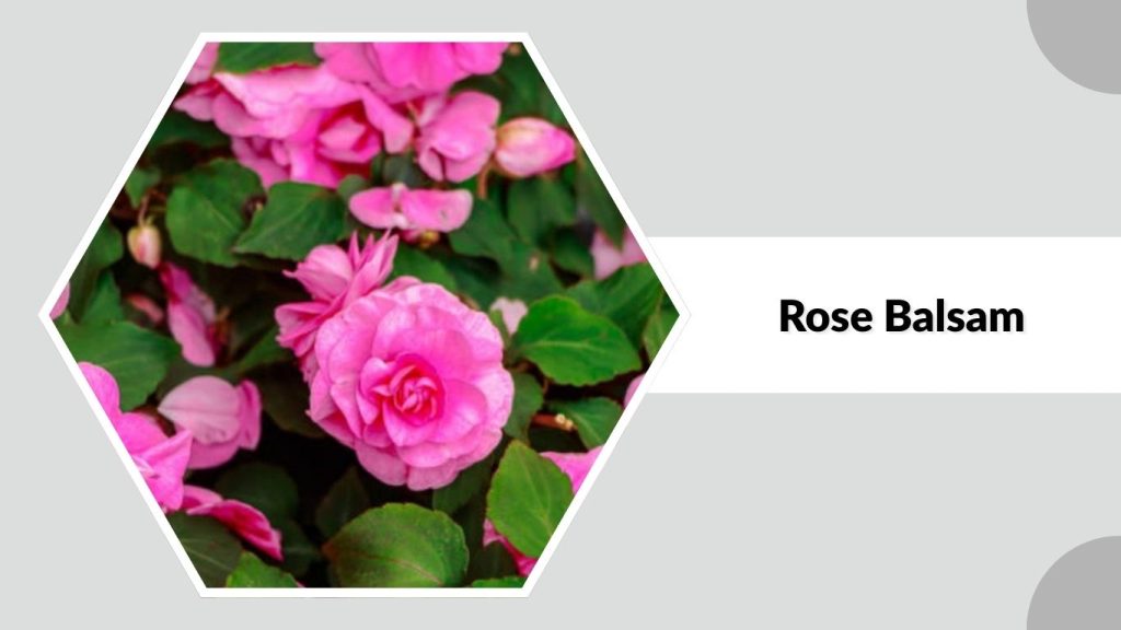 Rose Balsam