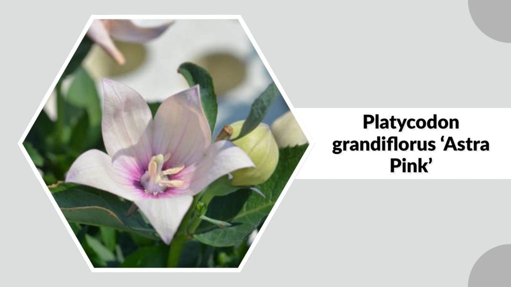 Platycodon grandiflorus ‘Astra Pink’