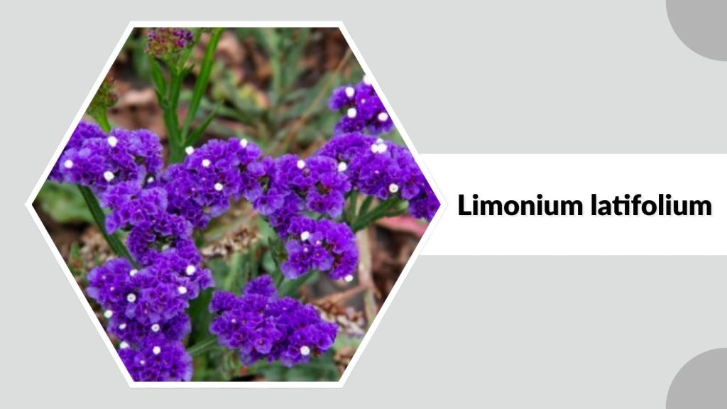  Limonium latifolium