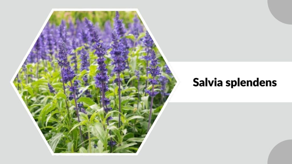 Salvia splendens
