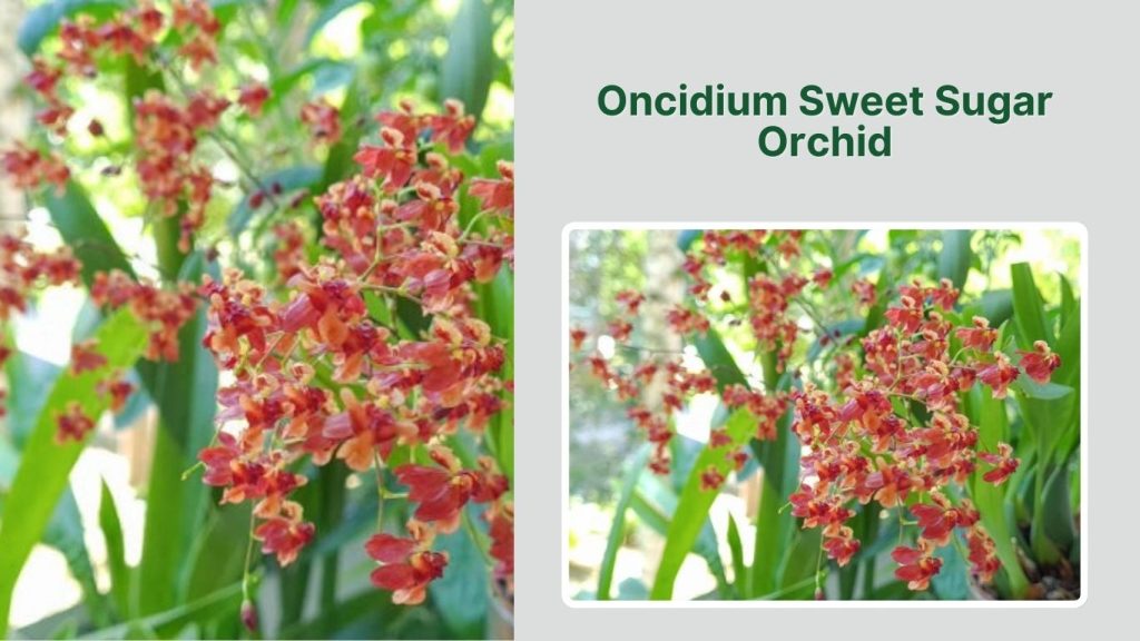 Oncidium Sweet Sugar Orchid