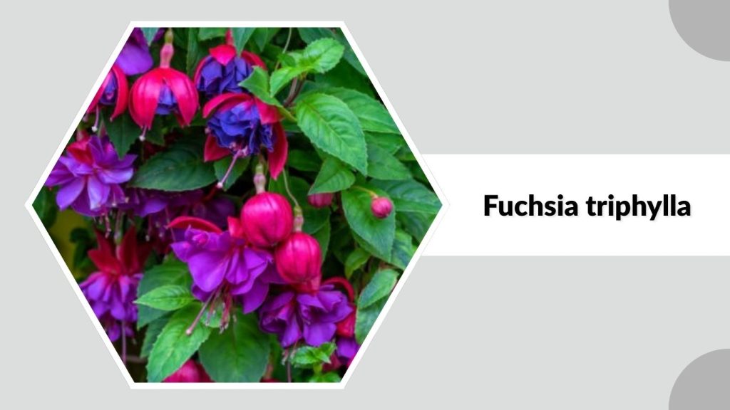 Fuchsia triphylla