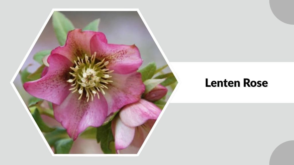 Lenten Rose