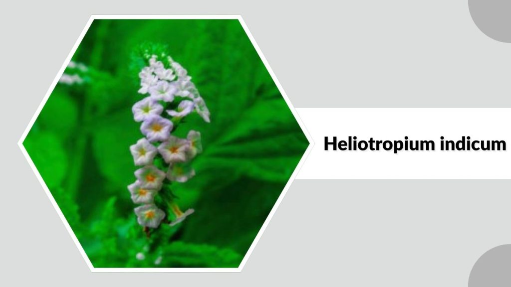 Heliotropium indicum