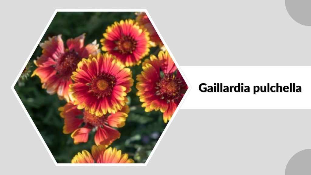 Gaillardia pulchella