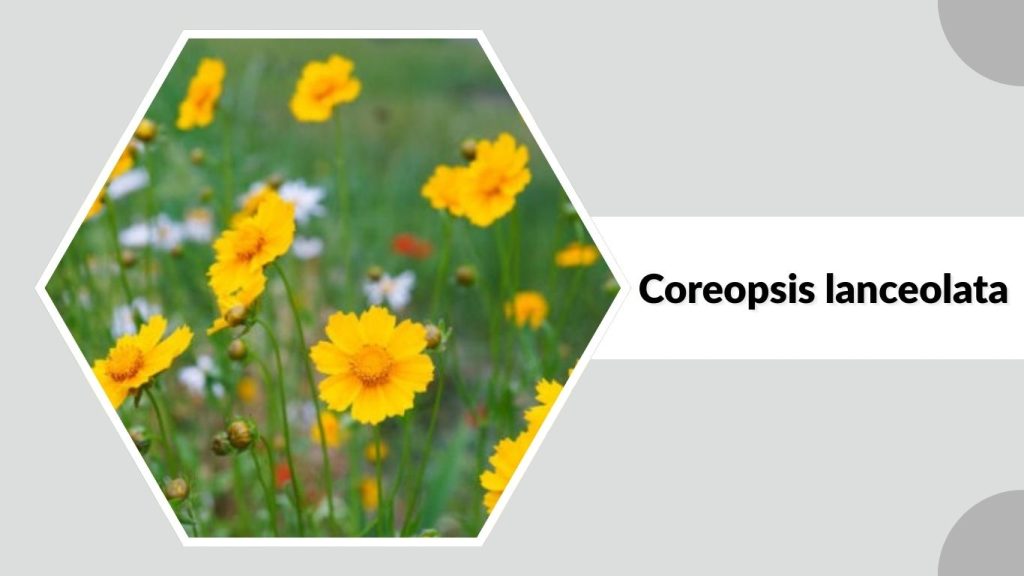 Coreopsis lanceolata