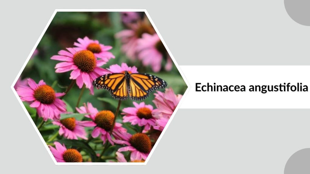 Echinacea angustifolia