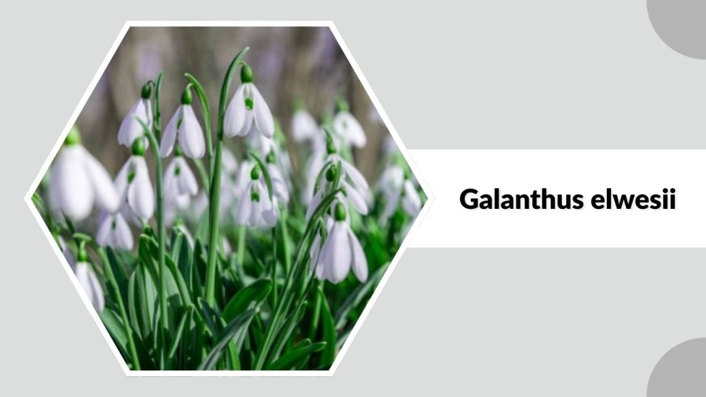 Galanthus elwesii