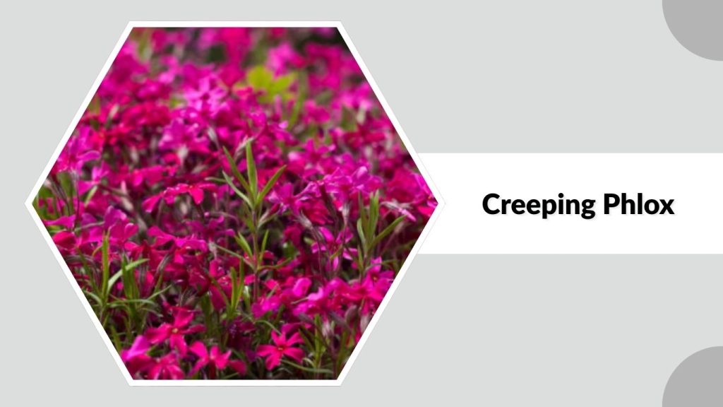 Creeping Phlox