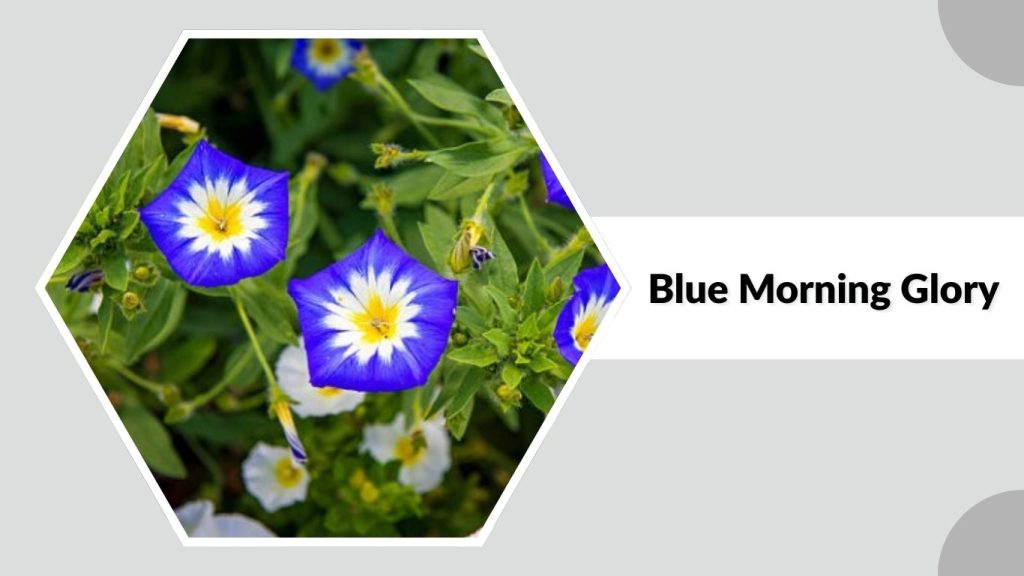 Blue Morning Glory