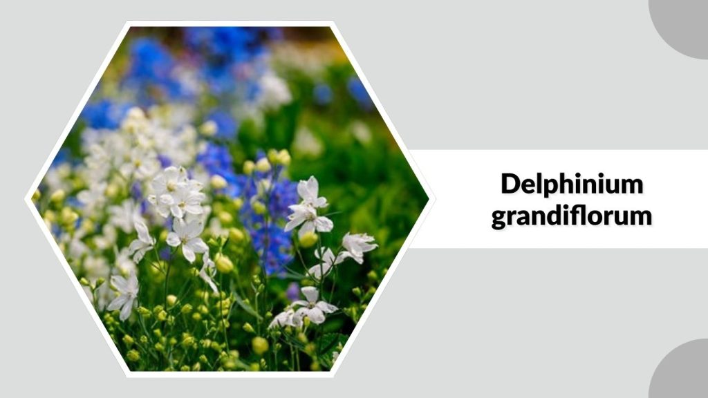 Delphinium grandiflorum