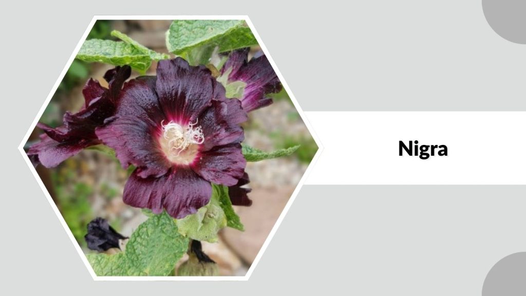 Alcea rosea ‘Nigra’