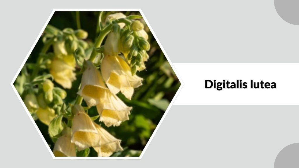 Digitalis lutea