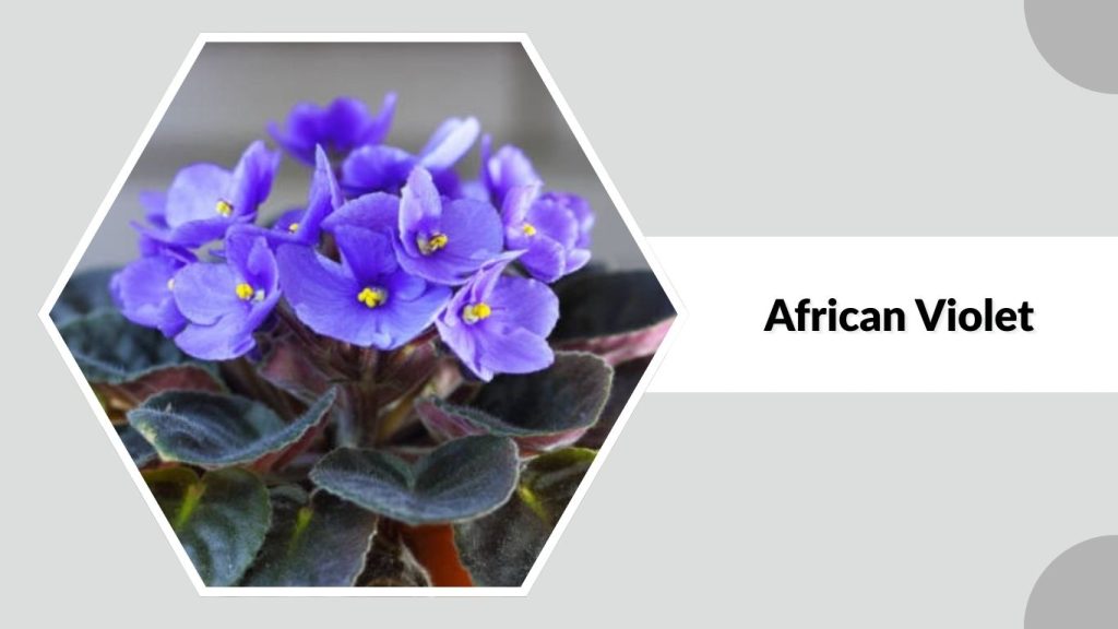 African Violet