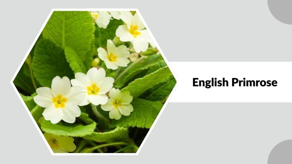 English Primrose