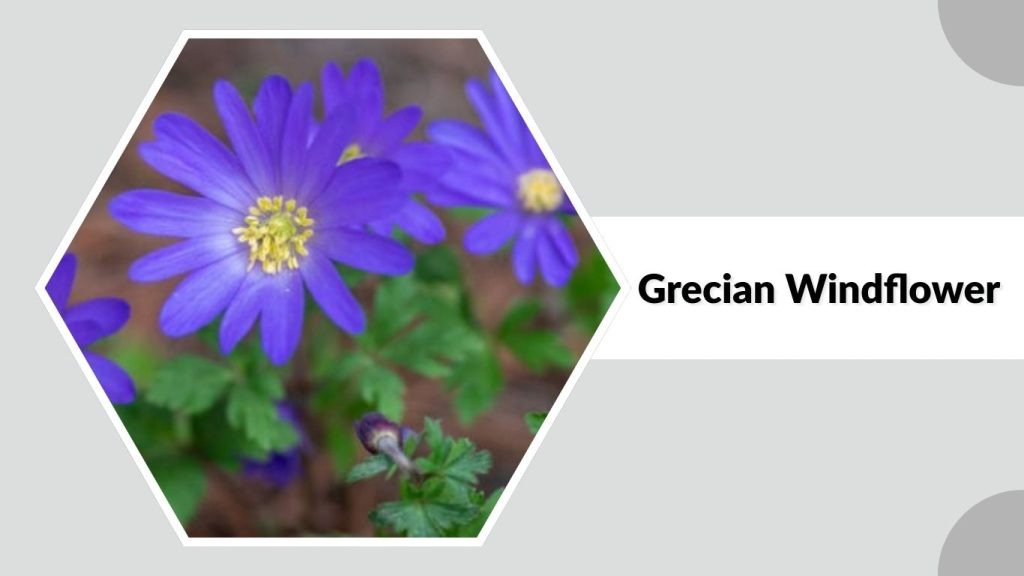 Grecian Windflower
