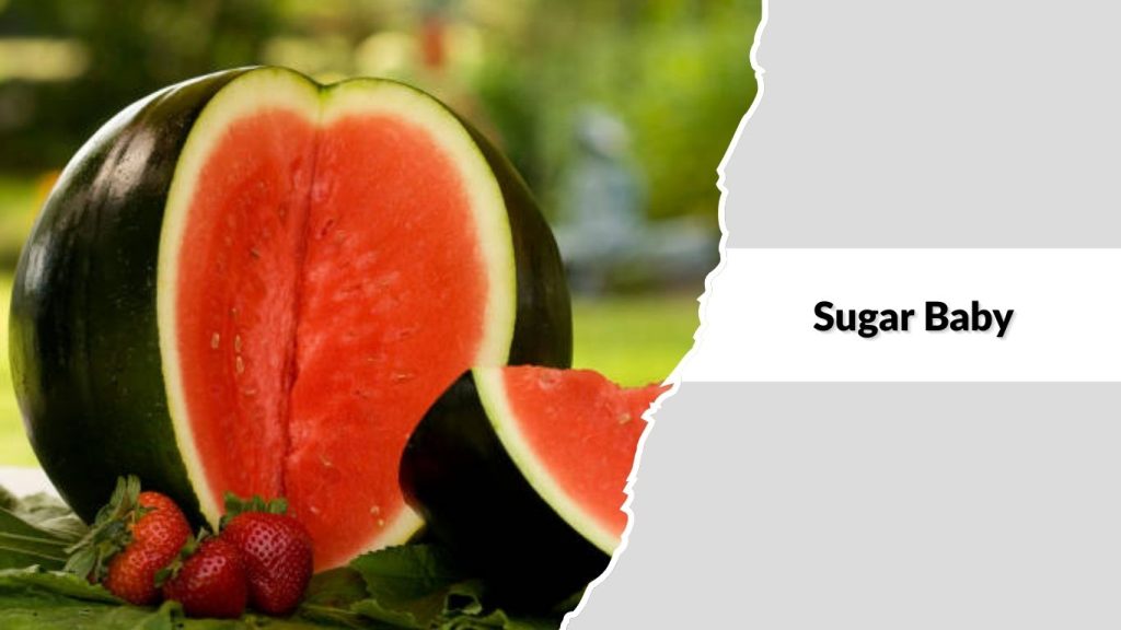 Sugar Baby