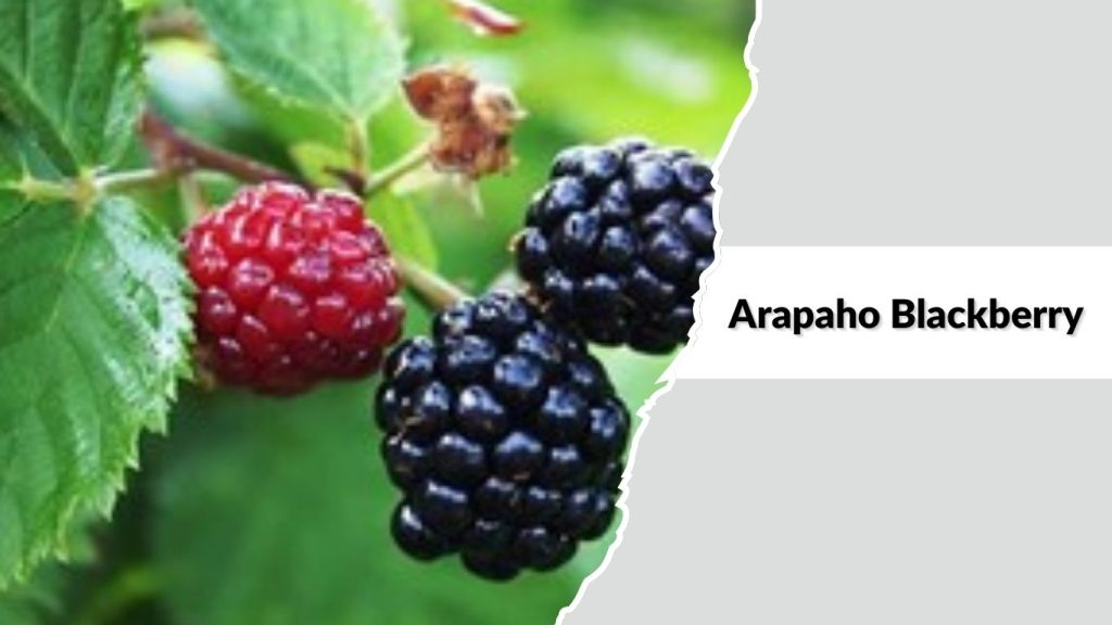 Arapaho Blackberry