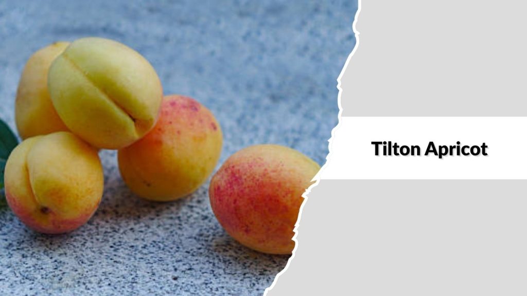 Tilton Apricot